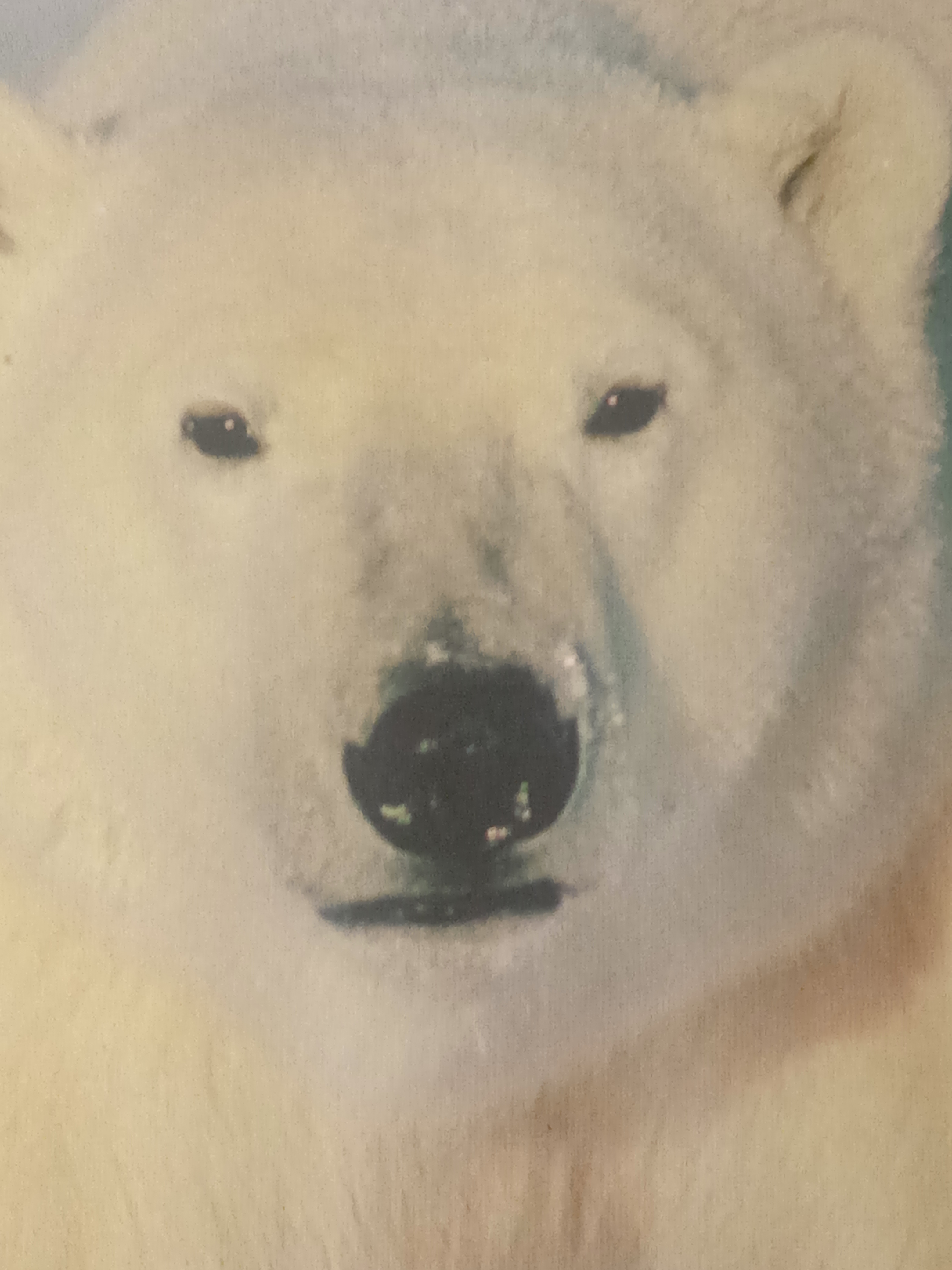 Zvieratá - medveď biely