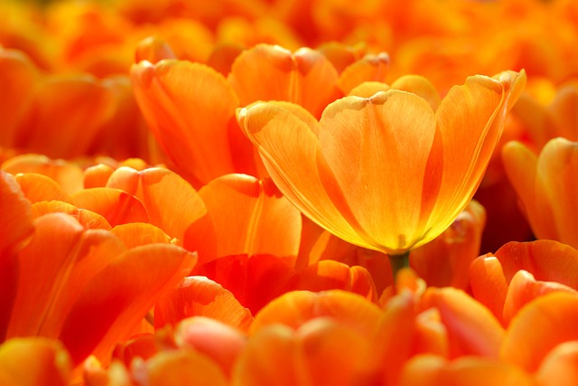 oranžové tulipány